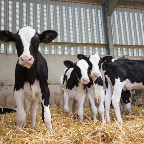 Livestock 2