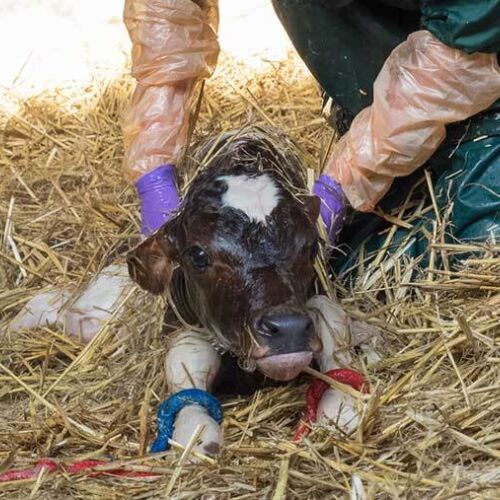 Calving ropes