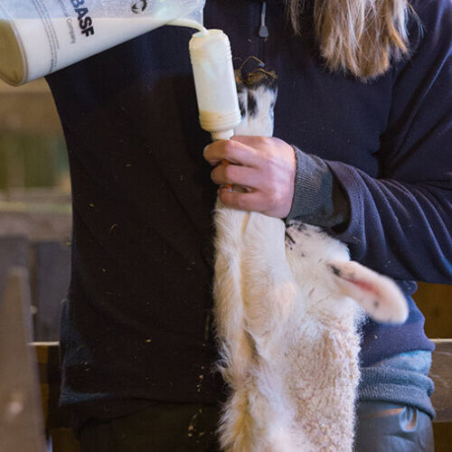 Livestock 5