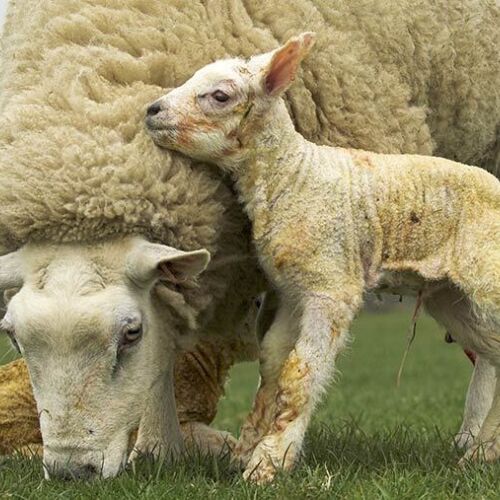 Livestock