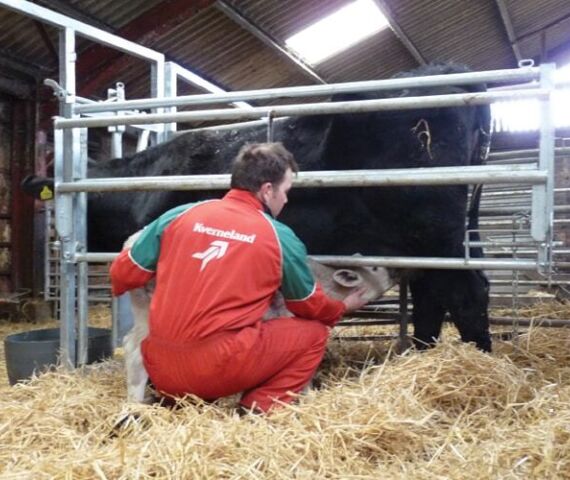 Calving Gate
