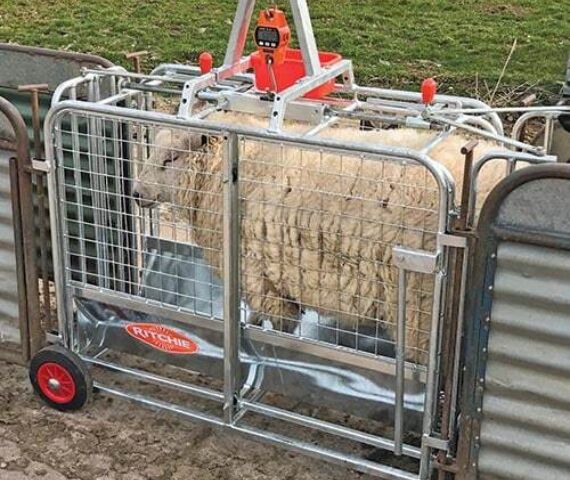 Digital Lamb Weigher