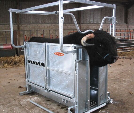 Highland Cattle Handling Crate